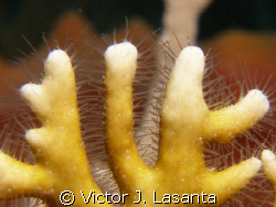 very close up look to a fire coral at two for you dive si... by Victor J. Lasanta 